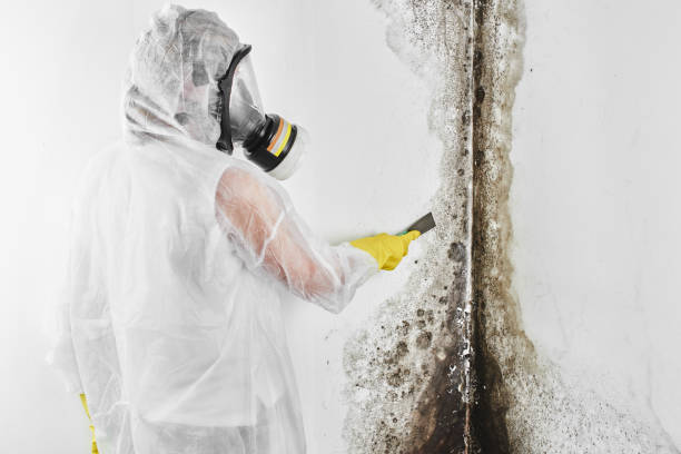 Best Professional Mold Removal  in Old Greenwich, CT