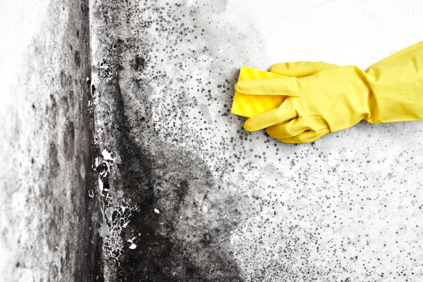 Best Home Mold Removal  in Old Greenwich, CT