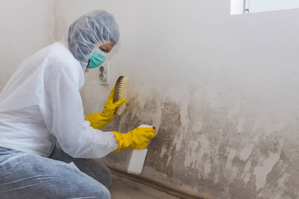 Professional Mold Removal in Old Greenwich, CT