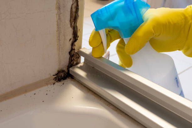 Best Mold Removal Near Me  in Old Greenwich, CT
