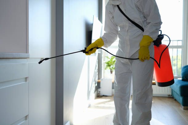 Best Affordable Mold Removal  in Old Greenwich, CT