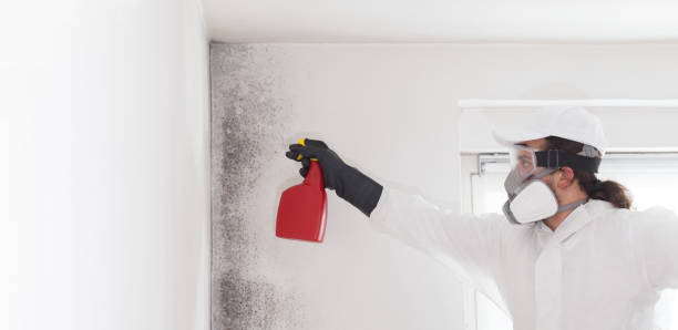 Best Fast Mold Removal  in Old Greenwich, CT