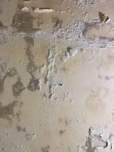 Best Mold Testing  in Old Greenwich, CT
