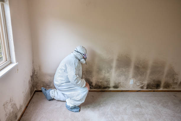 Best Mold Remediation  in Old Greenwich, CT