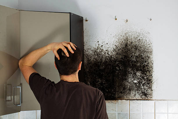 Best Local Mold Removal Service  in Old Greenwich, CT