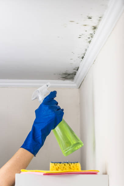 Best Residential Mold Removal  in Old Greenwich, CT
