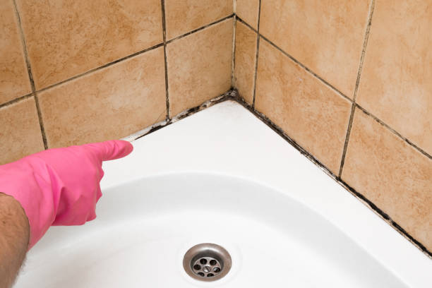 Best Fast Mold Removal  in Old Greenwich, CT